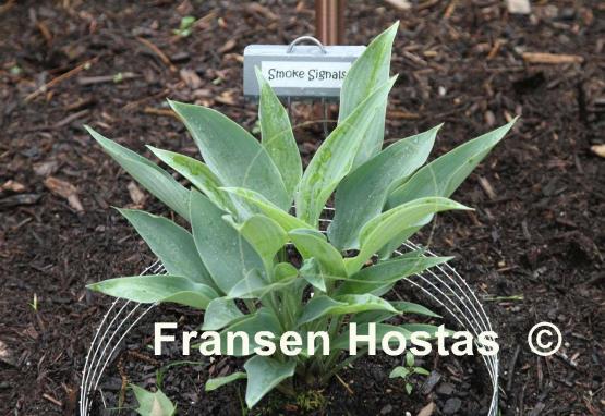 Hosta Smoke Signals