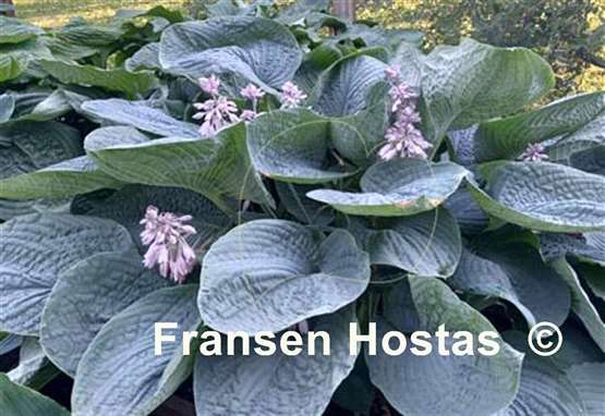 Hosta Smokey Mountain Blues