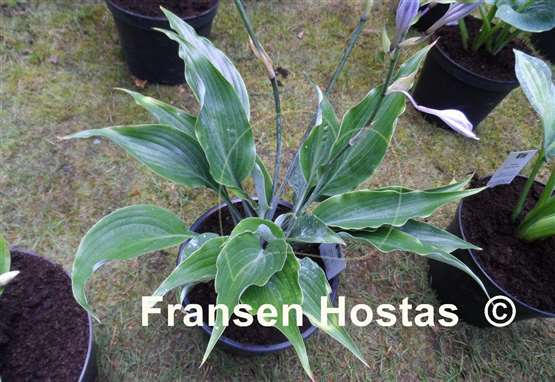 Hosta Smokey
