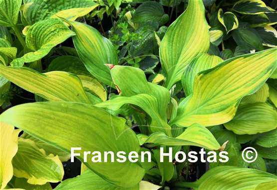 Hosta Smooth Sailing