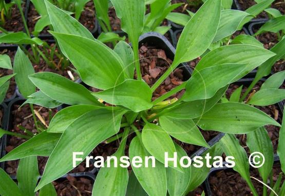Hosta Smuggler's Cove
