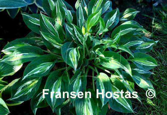 Hosta Snake Eyes
