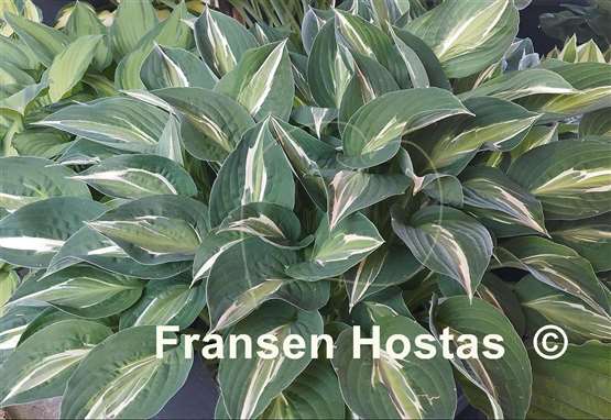 Hosta Snake Eyes