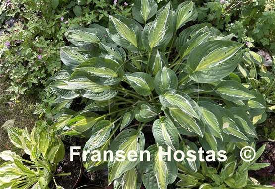 Hosta Snake Eyes