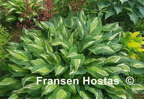 Hosta Snake Eyes
