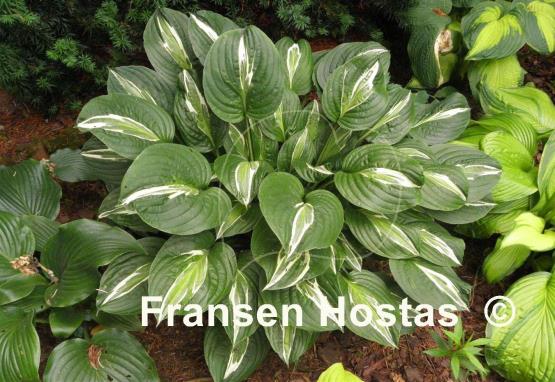 Hosta Snake Eyes