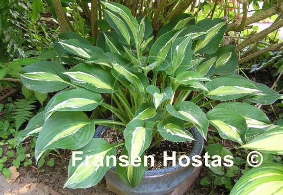 Hosta Snake Eyes