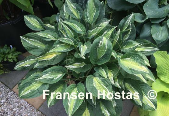 Hosta%20Snake-Eyes-photo-made-by-Green-R