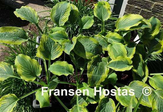 Hosta Snickers' Surprise