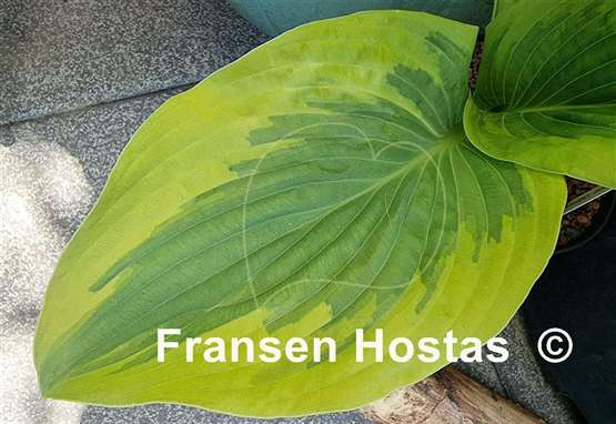 Hosta Snickers' Surprise