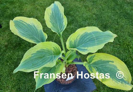 Hosta Snickers' Surprise