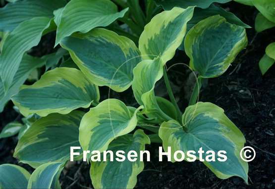 Hosta Snickers' Surprise