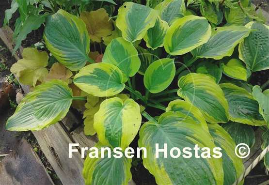 Hosta Snickers' Surprise