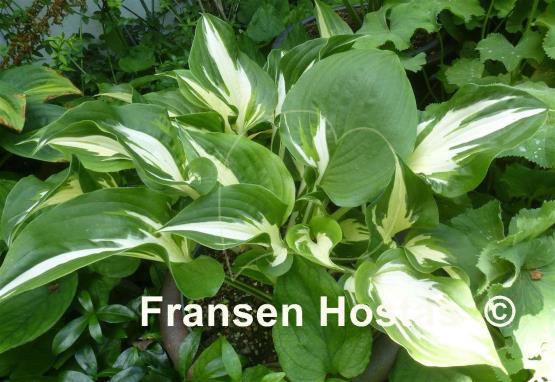Hosta Sno Cone