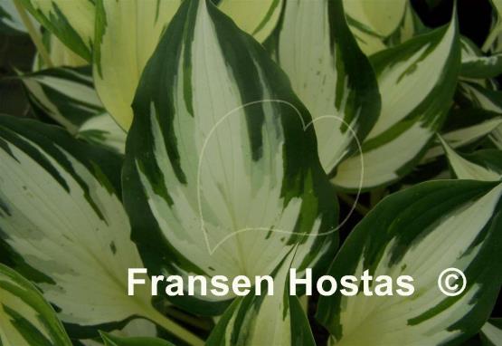 Hosta Sno Cone