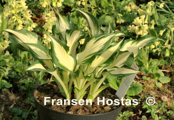 Hosta Sno Cone