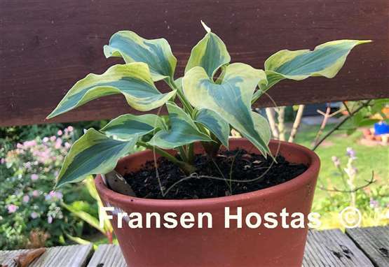 Hosta Snow Boy