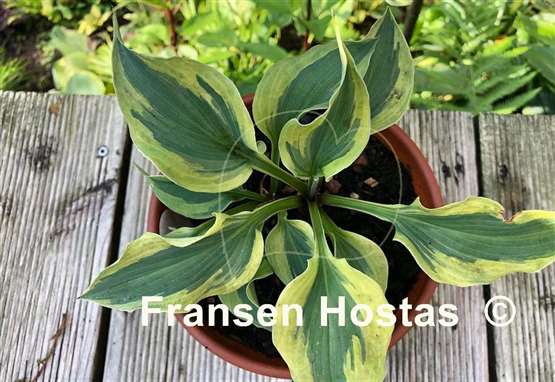 Hosta Snow Boy