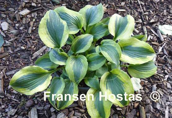 Hosta Snow Boy