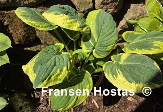 Hosta Snow Cap