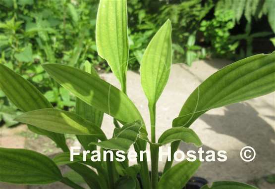 Hosta Snow Flakes