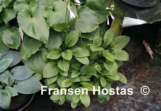 Hosta Snow Flakes