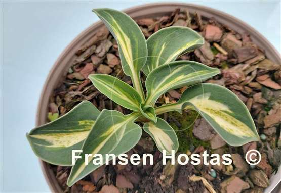 Hosta Snow Mouse