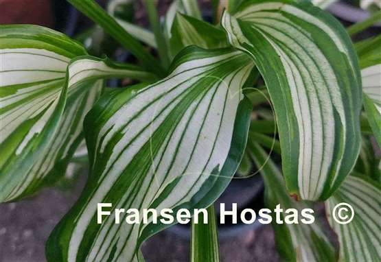 Hosta Snow White