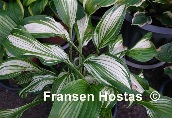 Hosta Snow White