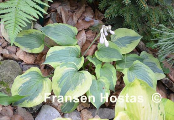 Hosta Snow Boy