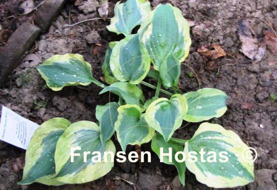 Hosta Snow Boy