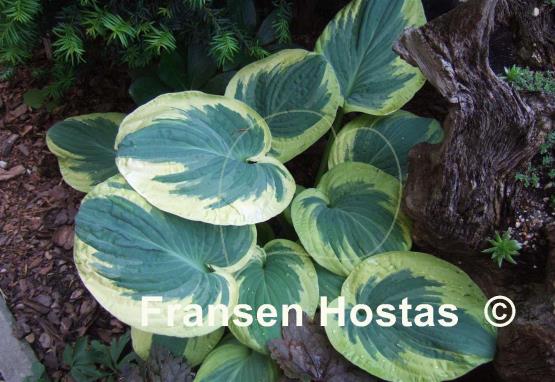 Hosta Snow Cap