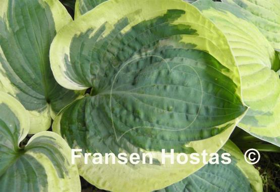 Hosta Snow Cap