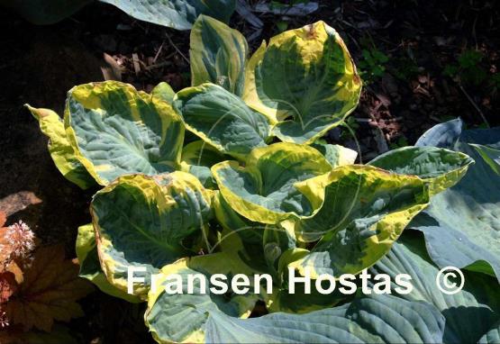 Hosta Snow Cap