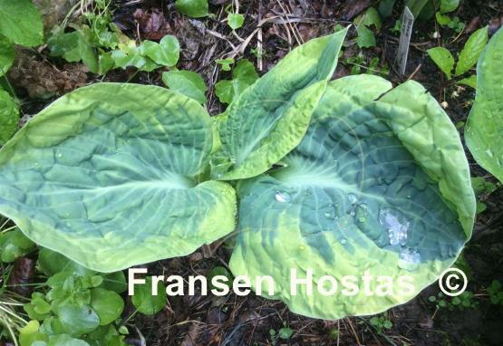 Hosta Snow Cap