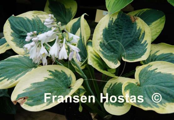 Hosta Snow Cap