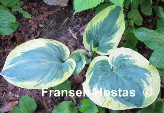 Hosta Snow Cap