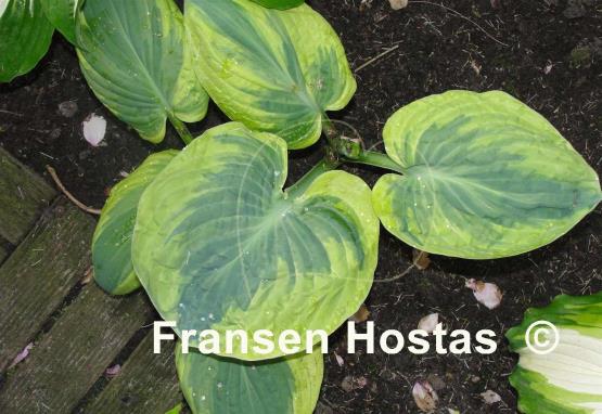 Hosta Snow Cap