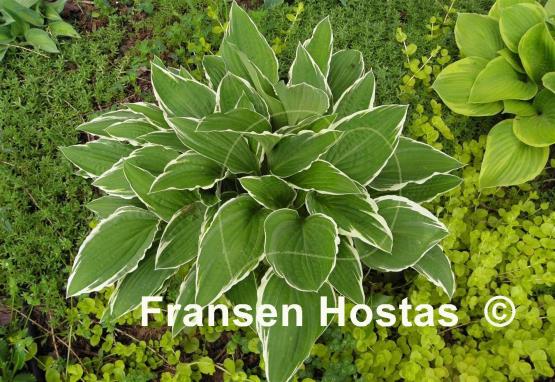 Hosta Snow Crust