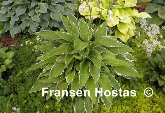 Hosta Snow Crust