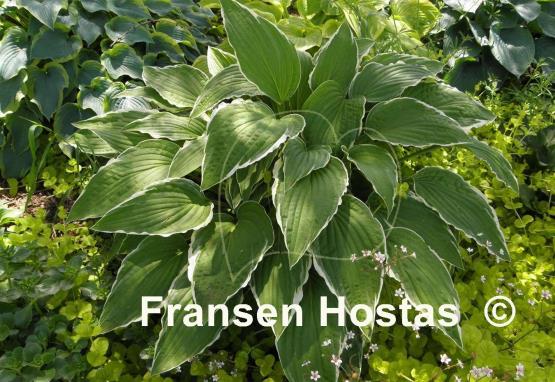 Hosta Snow Crust