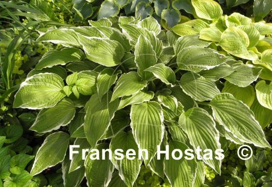 Hosta Snow Crust