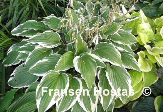Hosta Snow Crust