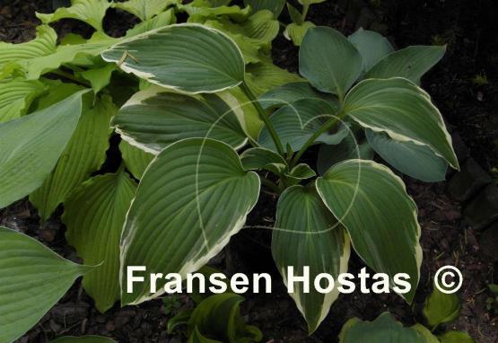Hosta Snow Crust