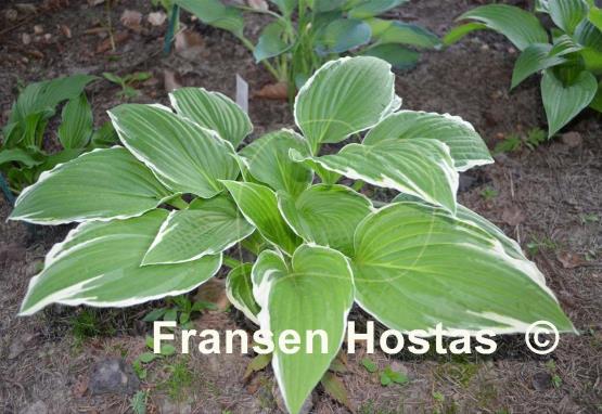 Hosta Snow Crust