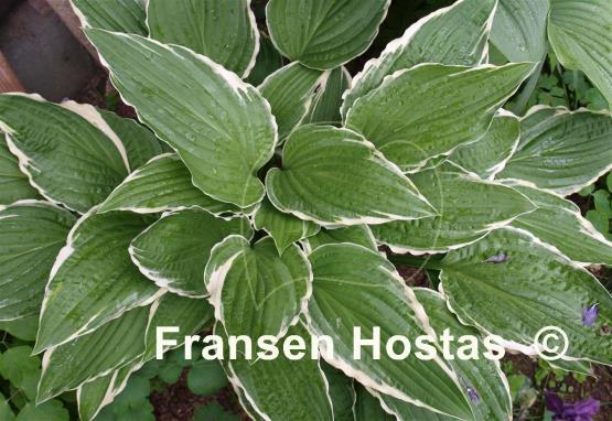 Hosta Snow Crust