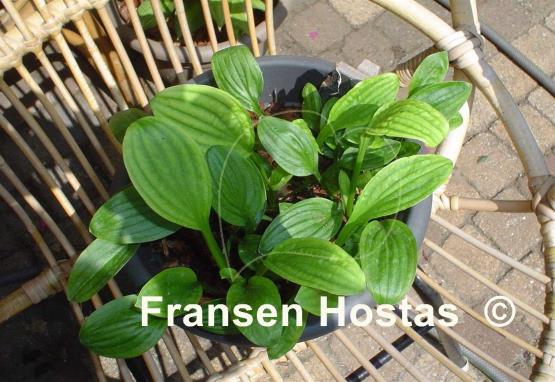 Hosta Snow Flakes