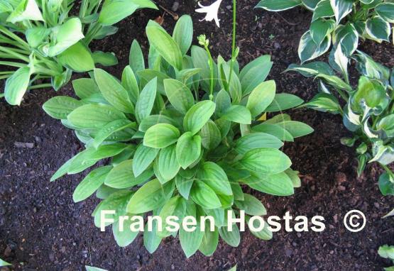 Hosta Snow Flakes