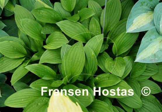 Hosta Snow Flakes