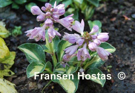 Hosta Snow Mouse
